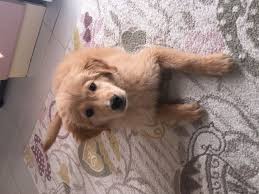1 kedi 1 kopek hayvan bilgilendirme ve sahiplendirme ilanlari kopek golden retriever hayvan