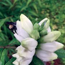 How to create a wild garden; Planting Natives To Attract Pollinators And Birds Plant Virginia Natives