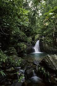 Waterfall In Tropical Rainforest Much Appreciated By Www Escape2tropics Com Rainforest Photography Jungle Photography Tropical Rainforest