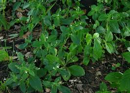 Image result for Justicia matammensis