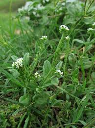 Image result for Euploca ovalifolia
