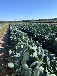 Broccoli Farming Broccoli Farm Farm Broccoli