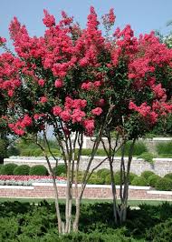 Neil Sperry Draped With Crape Myrtles