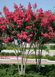 neil sperry draped with crape myrtles