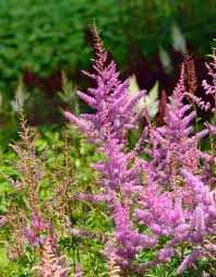 Astilbe flowers range in color, from whites to dark purples, though most are pastel. Prachtspiere Astilbe X Arendsii Bressingham Beauty Online Kaufen