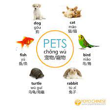 Here S How To Say Some Popular Pet Names Learn More Chinese Today By Creating Your Free Account At Yoyochinese Com Chinois