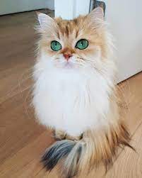 pin by psychedelic pins on i love animals cute animals cute cats and kittens kittens cutest