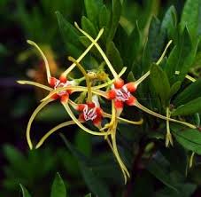Image result for Strophanthus speciosus