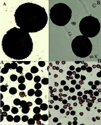 Fraileas only opens their flowers completely in exceptional circumstances; The Pollen Grain At Aylostera Buiningiana A And Rebutia Kupperiana Download Scientific Diagram