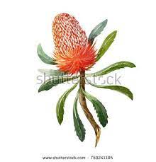 Watercolor Botanical Illustration Of A Banksia Flower On A White Background Australian Flower Australian Flowers Australian Native Flowers Flower Illustration