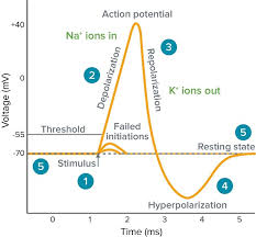 What Is An Action Potential Action Potential Chart