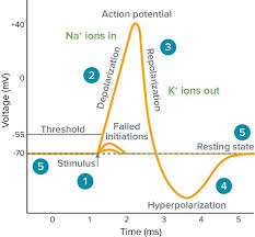 what is an action potential action potential chart