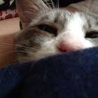 yahoo beauty ヤフービューティー agnos 青山 永沢 由希代さんのヘアスタイル 美髪ケア 大人可愛い小顔フレンチボブネイビーカラーをご紹介 ヘアスタイルが気に入ったらスタイリストを指名して予約することができます フレンチボブ ボブ カットモデル