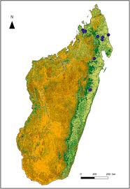 Image result for Polystachya golungensis