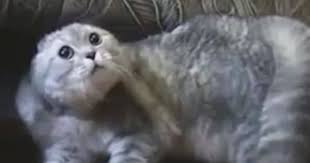 Garip Sesler Cikaran Kediler Youtube Kedi Youtube