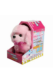 Pilli Hareketli Poodle Sevimli Kopek
