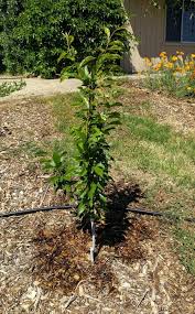 Drip irrigation is based on the concept of. Setting Up Micro Sprinklers Under Fruit Trees Greg Alder S Yard Posts Southern California Food Gardening