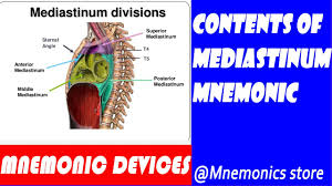 Normal anatomy and distortions produced by adenopathy. The Contents Of Mediastinums And Their Mnemonics Youtube