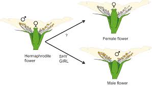 Start studying flower male/female parts. The Battle Of The Sexes The Gene That Female Sterilizes Kiwifruit Flowers By Celine Caseys Plant Cell Extracts Medium