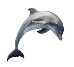 Jumping Dolphin Png Dolphin Logo Png Dolphin Logo Dolphins Whale