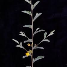 Image result for Grewia pachycalyx