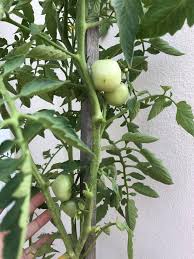 We usually start our own plants from seed with varied success. 3 Langkah Mudah Tanam Tomato Ceri 4 Bulan Dah Boleh Petik Wanita Ni Kongsi Rahsia Elak Serangga Perosak Keluarga