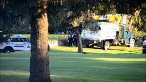 Sep 16, 2016 · maple trees tend to bleed (lose sap) a lot when cut, which scares some people away from ever pruning them. Arborist Killed By Falling Tree At Maple Ridge Golf Course Ctv News