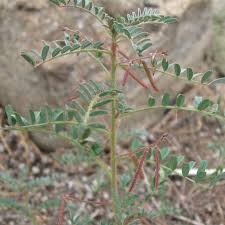 Image result for Indigofera colutea
