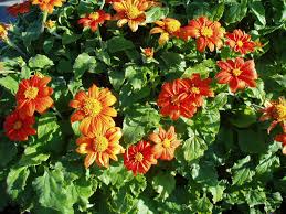 Image result for Tithonia