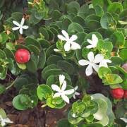 Image result for Carissa bispinosa