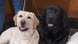 See more ideas about american labrador, labrador, silver labrador. Labrador Retriever Still America S Top Dog