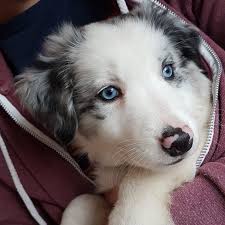 Find the perfect border collie puppies stock photos and editorial news pictures from getty images. Puppies Border Collie Fan Club