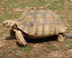 Keeping The African Spurred Tortoise Reptiles Magazine