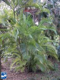 Image result for Dypsis lutescens
