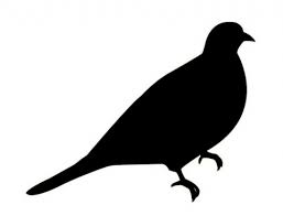Maybe you would like to learn more about one of these? Ouvertures Et Fermetures De La Chasse Dans Les Deux Sevres Chasse 79