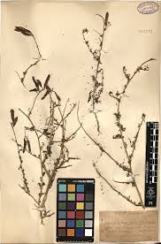 Image result for Asterochaete angustissima