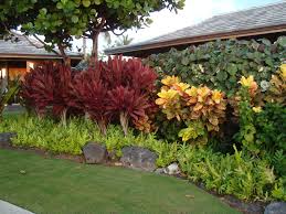 Tropicals On The Big Island Of Hawaii Crotons Red Ti Leaf Laua E Ferns Modern Garden Landscaping Country Garden Landscaping Small Garden Landscape