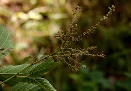 Image result for Pseudarthria hookeri