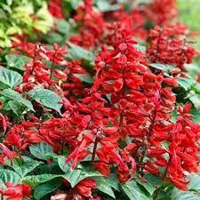 Red Salvia Flowers With Green Teardrop Shaped Leaves Long Lasting Flower Salvia Plants Salvia