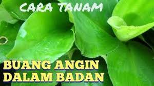 Khasiat daun cekur rugi besar kalau orang perempuan tak amalkan. Khasiat Daun Cekur Resep Kuini