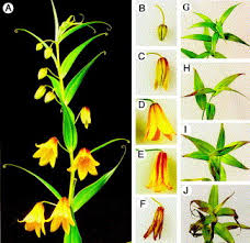 Image result for Littonia modesta