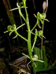 Image result for Liparis mulindana