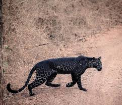 Black leopard ( or black panther) or black jaguar all depends on genetic make up. A Rare Black Leopard Pics