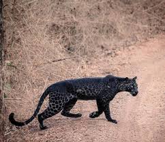 Squad, top scorers, yellow and red cards, goals scoring stats, current form. A Rare Black Leopard Pics