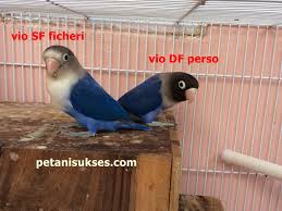 Lovebird kepala elang termasuk ke dalam keluarga lovebird fischeri. Perbedaan Lovebird Vio Sf Dan Vio Df Peternakan Dan Perkebunan