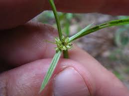 Image result for Diplacrum africanum