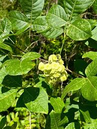Image result for Heteropyxidaceae