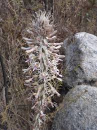 Image result for Drimia elata