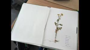 Bonjour, chaque herbier est différent. Realisation D Un Herbier De Plantes A Fleurs Youtube
