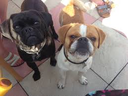 Black And Tan Puggle Puggle Pals Tiere